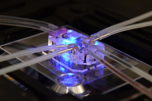 This lung-on-a-chip serves as an accurate model of human lungs to test for drug safety and efficacy. 