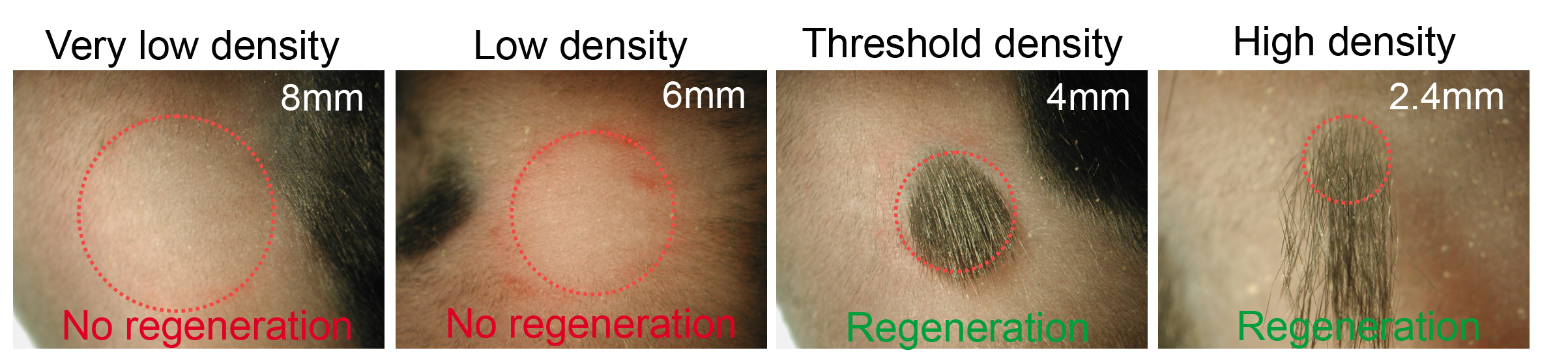 Regeneration of hairs after plucking is a population-based behavior that depends on the density and distribution of the plucked follicles