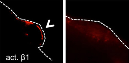 Young satellite cells (left panel) carrying active β1-integrin (red) localize to the edge of a muscle fiber (dotted line). However older cells (right panel) drift away from it indicating the cells’ impaired function.