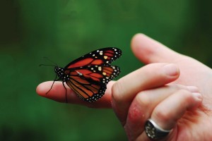 Butterfly sitting on a hand of a person with psoriasis patches appear on the fingers.