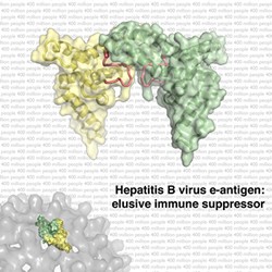Illustration of the hepatitis B virus e-antigen.