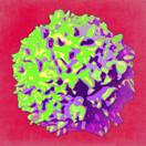 Rapid response immune cells Image