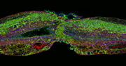 Tissue Zebrafish Spinal Cord