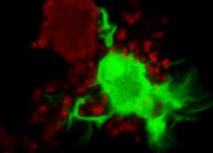 Photo of dendritic cells (green) infiltrating a Salmonella biofilm (red).