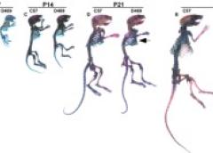 Skeletons from birth to 1 month of age are shown for mice engineered to have PSACH (on right) compared to control mice. By 28 days mice with PSACH were 12 percent shorter. Image courtesy of Karen Posey Ph.D. University of Texas Medical School at Houston.
