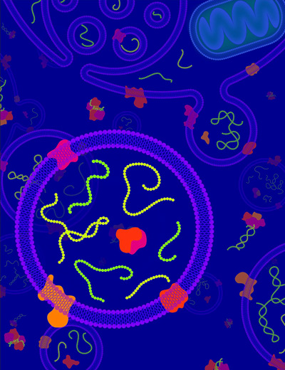 the image showing RNA in cell-to-cell communication