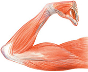 Anatomical drawing of an arm with muscles