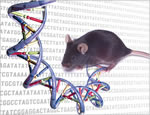 mouse and DNA structure